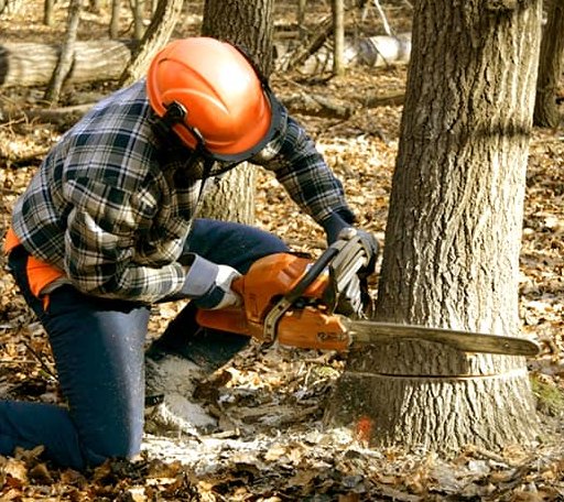 Tree Removal in Clarksville, OH